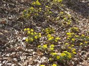 ^{剤̐ԓ{cQn̓eʐ^1