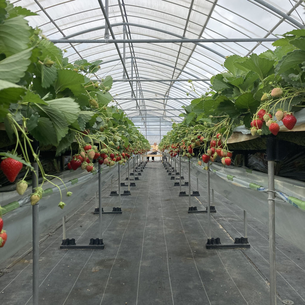 沖縄の果物 野菜狩りランキングtop10 じゃらんnet