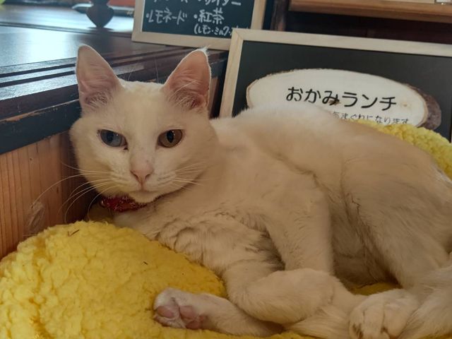 �ŔL�̂�������  �^�����ŃI�b�h�A�C���f�G�ł�_���났�Ö��Ɓ@�܂ߔL