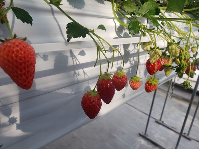 �������̂����Ƃ�����e�؂ɋ����Ă��������܂����B_��������x���[�n�E�X