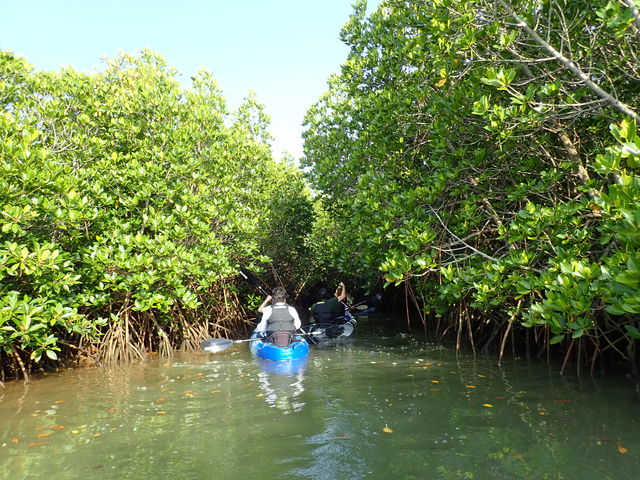 マングローブのトンネル_OHCUS石垣島