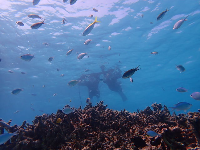 �V���m�[�P�����O_�Ί_���u���[�V�[�T�[