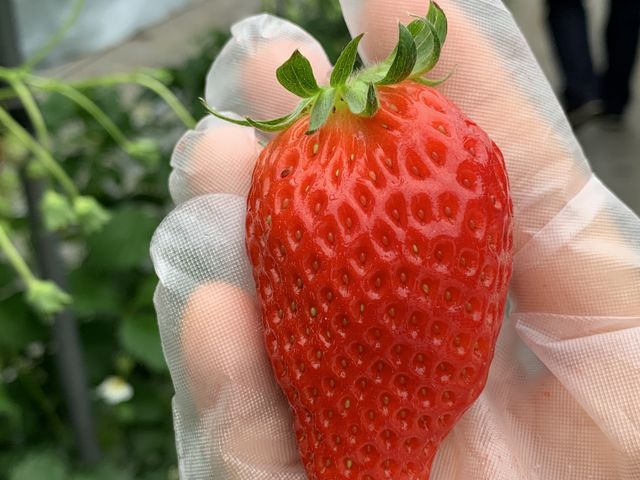 �f�J�C_�@���΂Ԃǂ����