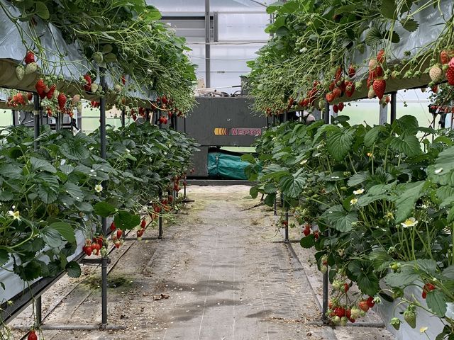 �������ǂ�_�@���΂Ԃǂ����