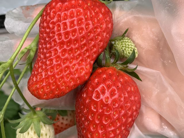 �C�`�S�d��_�@���΂Ԃǂ����