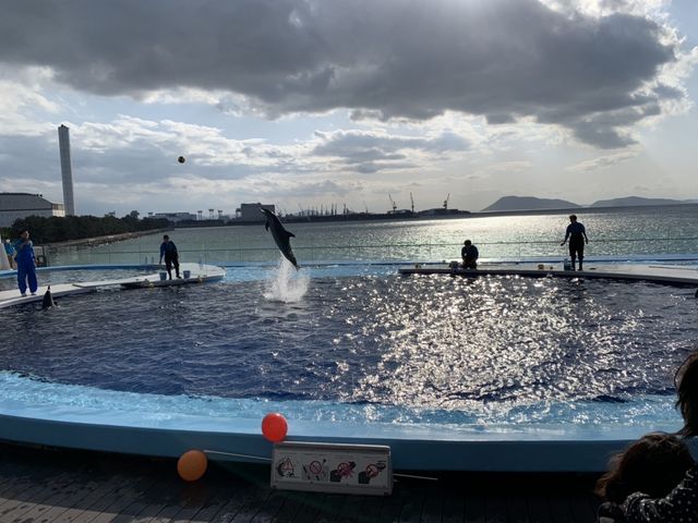 イルカとトレーナー。ちょうどイルカがボールを加える直前_四国水族館
