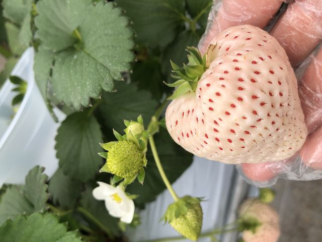 �����āA���������I_�������E�u���[�x���[�_���@�x���[�̋�