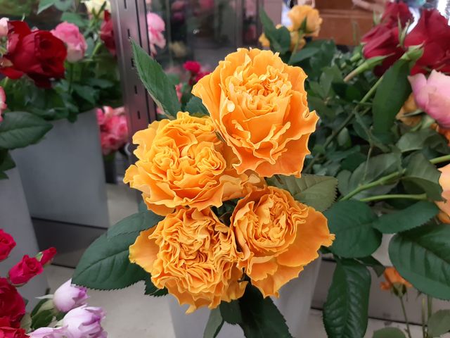 �}���S�[_���{�΂牀