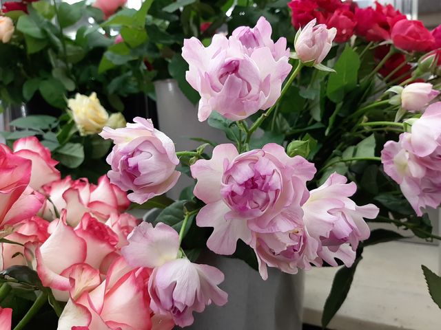 �V�i��ōō��l���t�����Ƃ��I_���{�΂牀