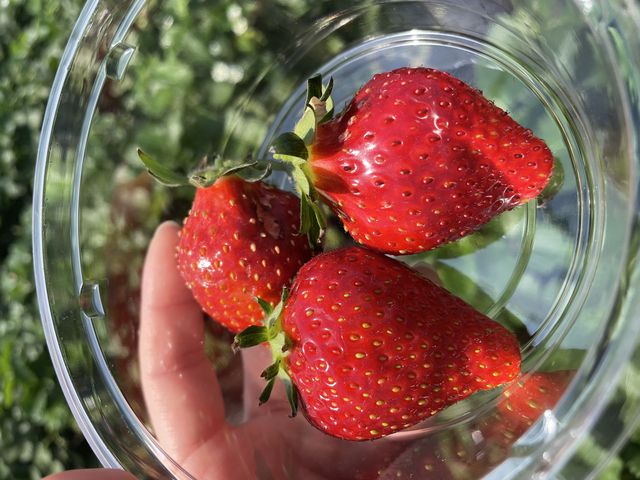 ����Ȃɑ傫��䕂���R�ł�����_���c�t�@�[�������h