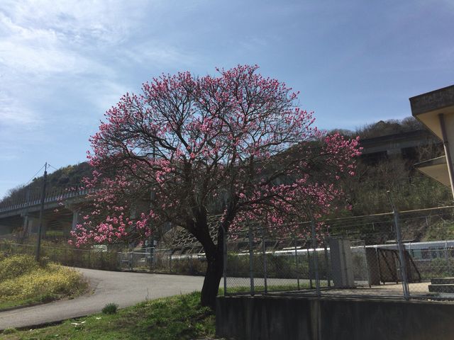 �ՊC�w�t�߁B�ԂƓS���̃R���{_���̓�