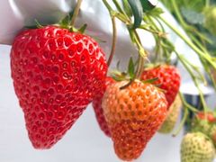 Shin����̃��C�G���A�C�_���ւ̓��e�ʐ^1