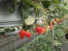 �����Ⴑ����̕x�ÃA�N�A�t�@�[���ւ̓��e�ʐ^1