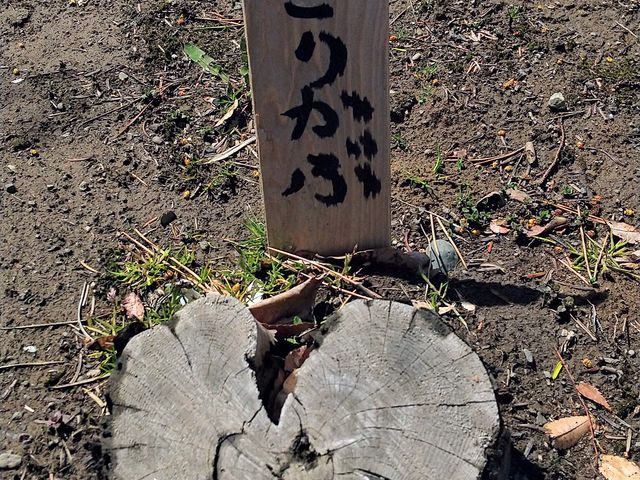 �n�[�g�̐؂芔_��������