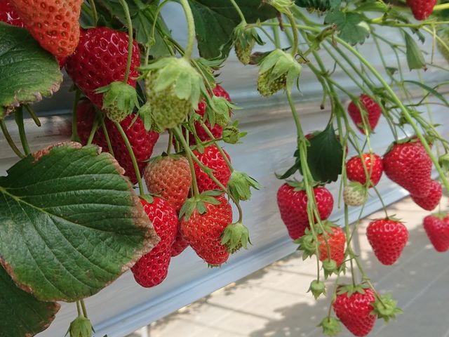 �����������ȃC�`�S�������ς�_�������E�u���[�x���[�_���@�x���[�̋�