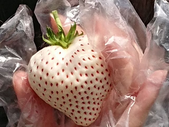 �n�[�g�̌`�̔��C�`�S(�G���W�F���G�C�g)_�������E�u���[�x���[�_���@�x���[�̋�