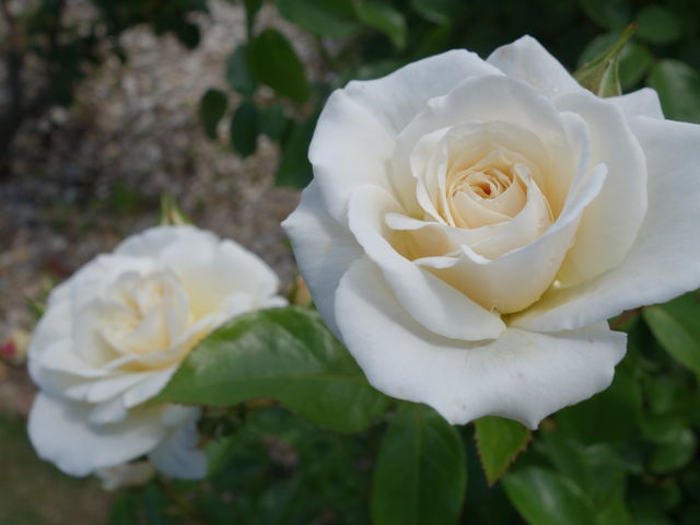 t@rXI_񂾂_Ɖ|Z^[@݂ǂ̓m