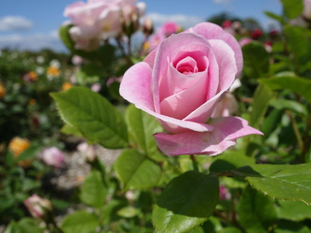 t̕_񂾂_Ɖ|Z^[@݂ǂ̓m