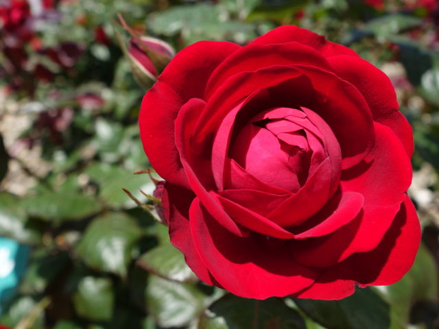 }Af[_񂾂_Ɖ|Z^[@݂ǂ̓m