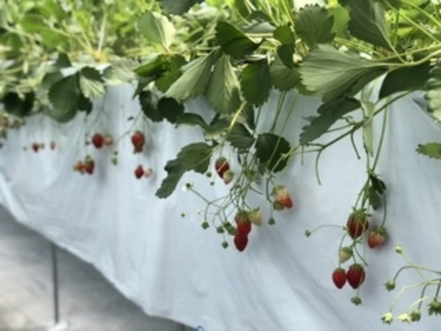 �܂���������ł�����_�������̉�