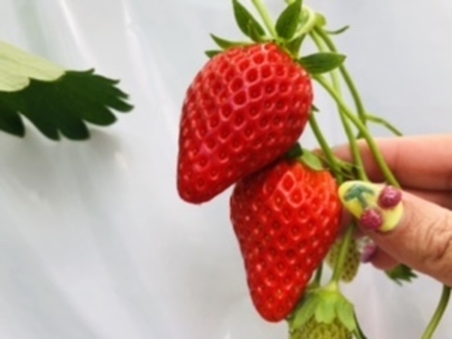 �Y��ő傫�Ȃ�����_�������̉�