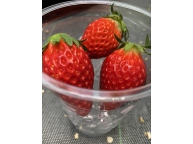 �₦��̑҂�_�������̉�