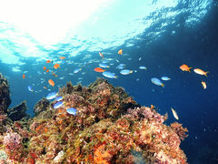 blutus̈ɓ_CrOXN[ gbcւ̓eʐ^1