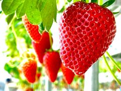 sakupan̐Y_ւ̓eʐ^1