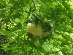 X[񂳂̐AEghAZ^[(X)ւ̓eʐ^1