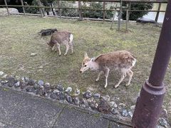 奈良公園の口コミ一覧 じゃらんnet