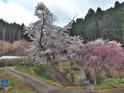 sklfh����̕������̓��e�ʐ^1