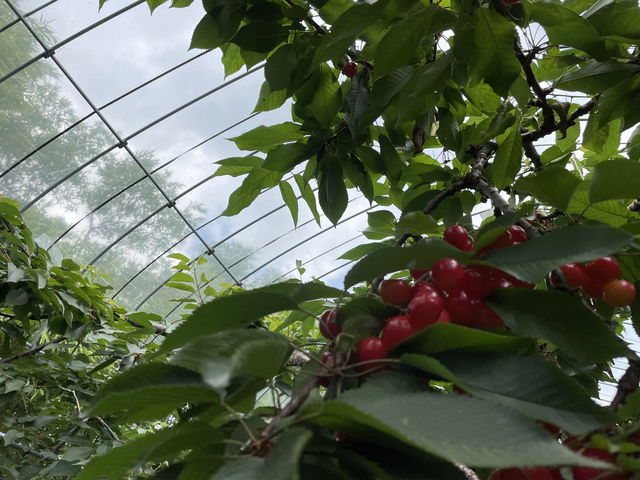 �r�j�[���n�E�X��_���̂ӂ��ƍg�ʉ�