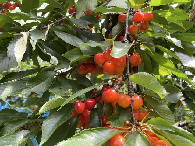 �Ԃǂ��̗l�ɐ����Ă��܂����B_���̂ӂ��ƍg�ʉ�