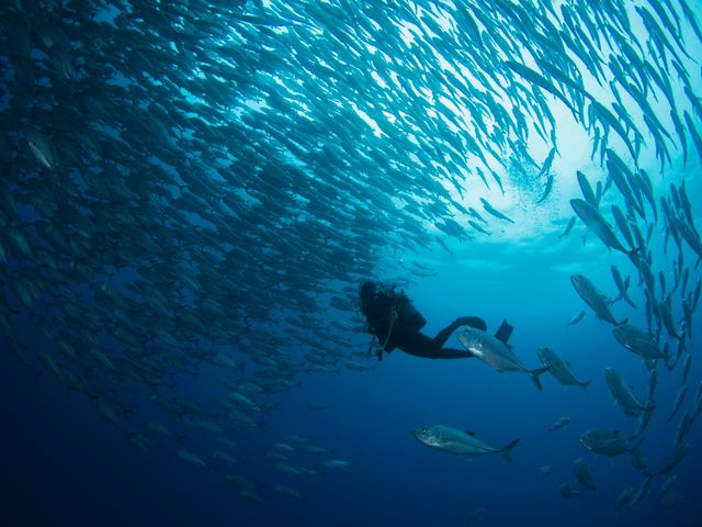 �M���K���g���l�[�h_GT�_�C�o�[�Y���i�Ǖ���