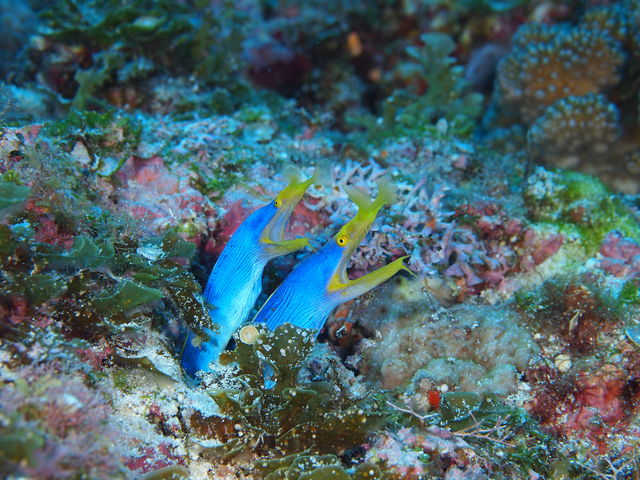 �n�i�q�Q�E�c�{_GT�_�C�o�[�Y���i�Ǖ���