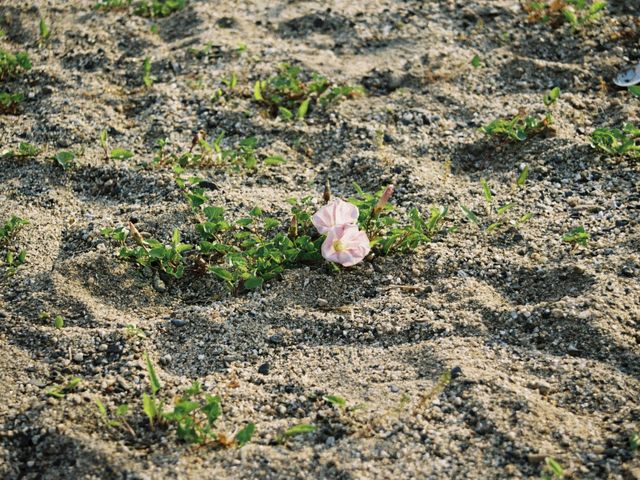 ハマヒルガオの群生地】アクセス・営業時間・料金情報 - じゃらんnet