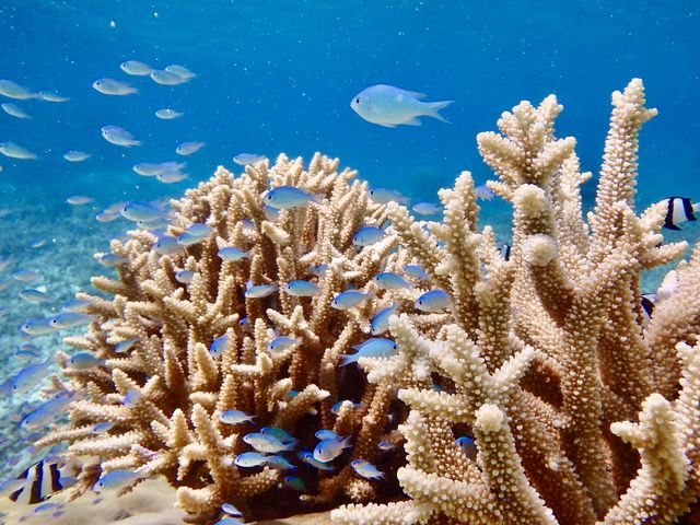 �N�₩�ȃu���[�̋��Ɣ����T���S�B�R���g���X�g�����������܂��B_BLUE ALOHA�{�Ó�