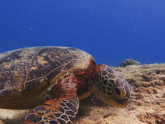 ЂȂ̃RY~bNA[Xւ̓eʐ^1