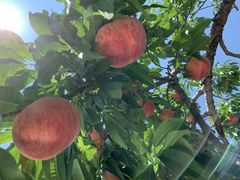 Ђ낿񂳂̂܂邦όʎւ̓eʐ^1