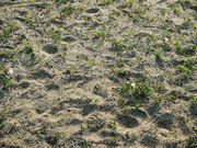 񂳂̃n}qKǏQn̓eʐ^6