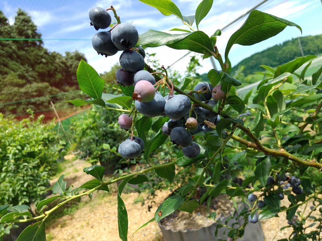 北陸の果物 野菜狩りランキングtop10 じゃらんnet