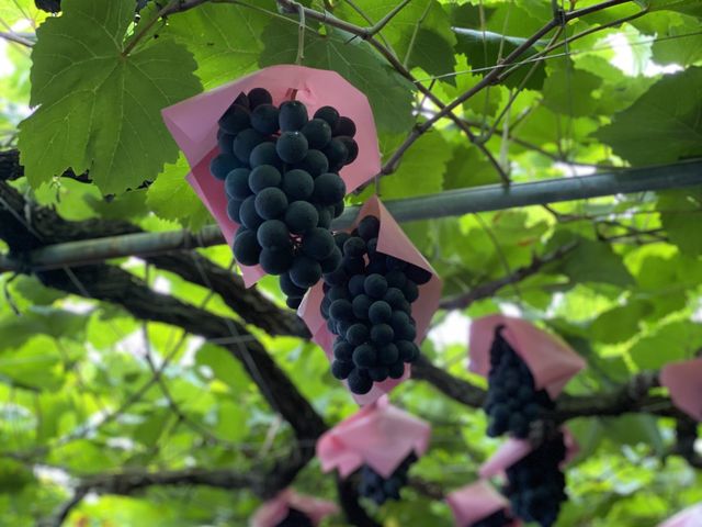 �Ԃǂ�����R�Ȃ��Ă��܂���_�[���̋u�ό��_��(�����s�ό��Ԃǂ��Z���^�[�����x��)