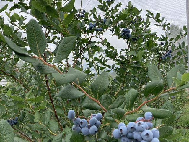 񂳂̃u[x[tB[hEJi̓eʐ^1