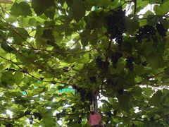 ؂̌_O[vnEXւ̓eʐ^1