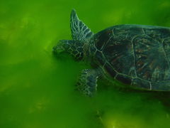 J[RṼ}T[rX@pb\ւ̓eʐ^1