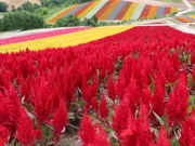 yosshy̎lGʂ̋u̓eʐ^1