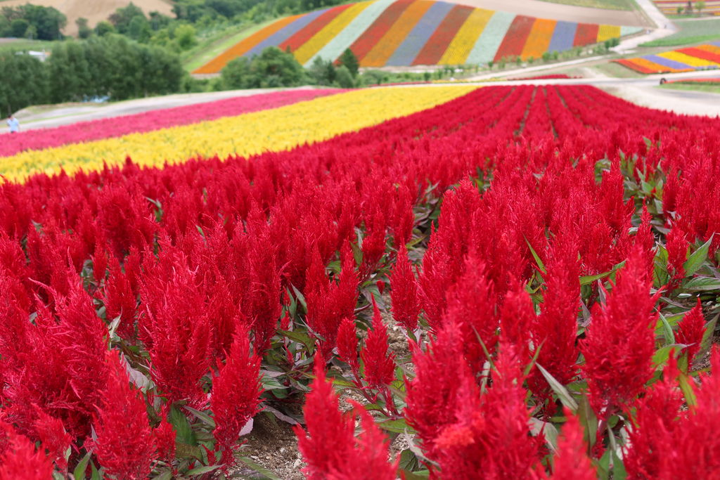 美瑛町 上川郡 のエンタメ アミューズメントランキングtop1 じゃらんnet