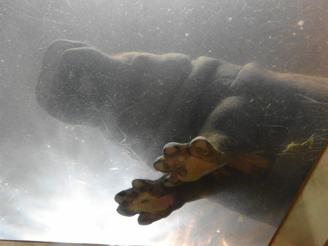 �J�o�̑��̗��@�@���킢���I_���R������