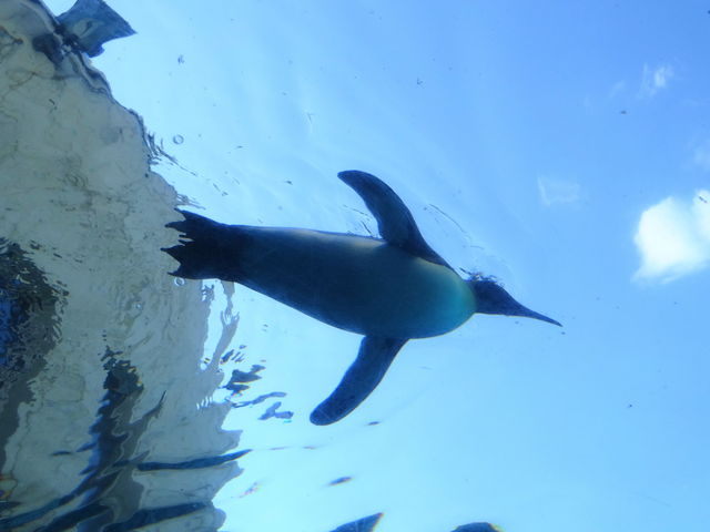 ���ԃy���M��_���R������