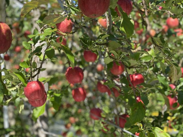 ��񂲂�񂲇@_������